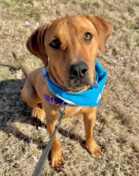 HIBACHI - Labrador Retriever / Hound available for adoption