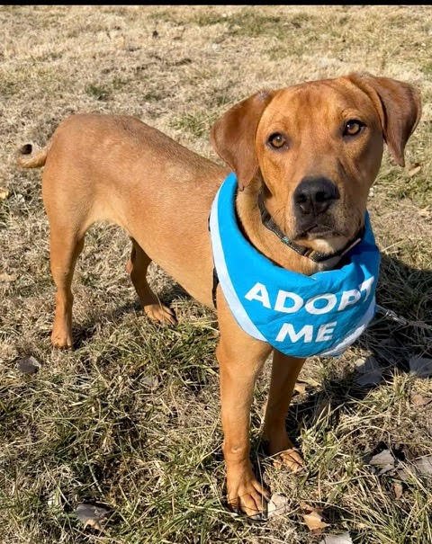 HIBACHI - Labrador Retriever / Hound available for adoption