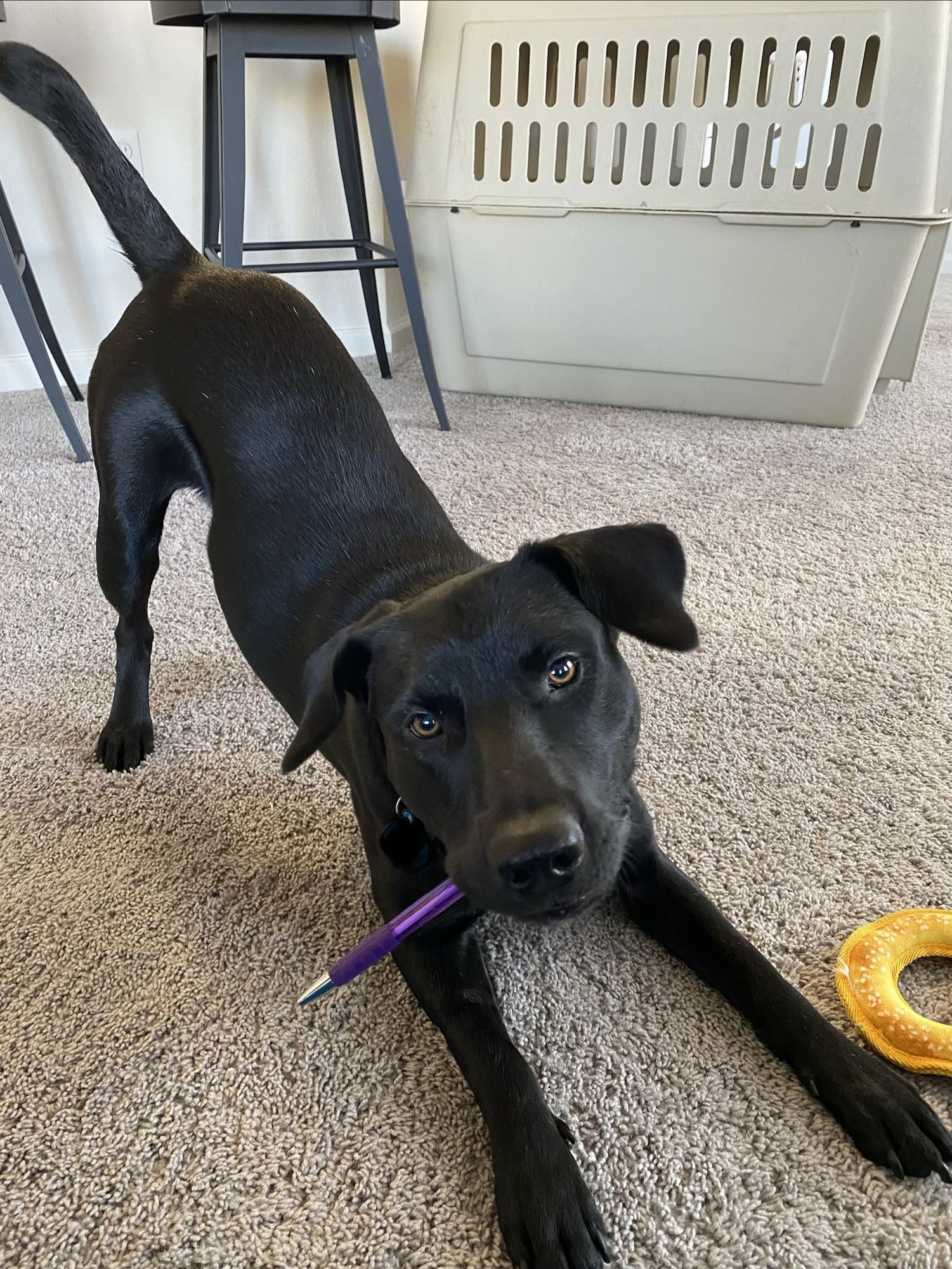 ARCHIE *CL - Labrador Retriever available for adoption