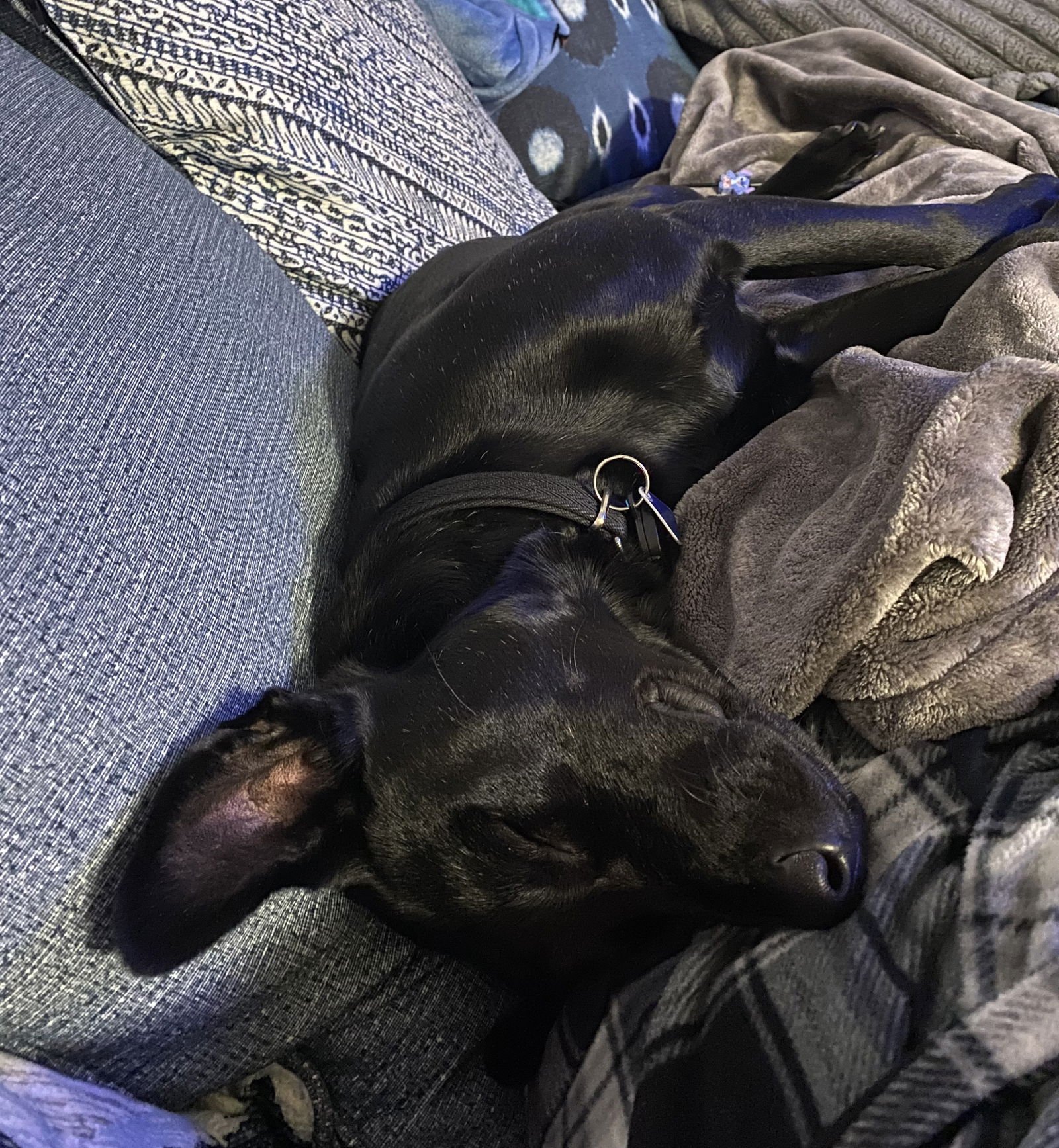 ARCHIE *CL - Labrador Retriever available for adoption