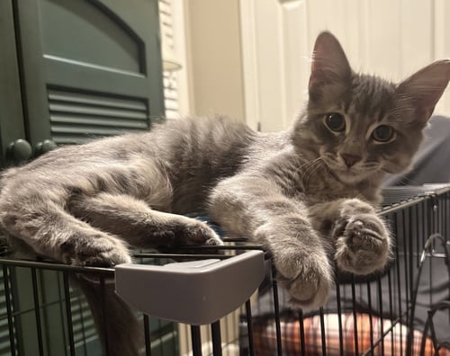 TAFFY SWEET - Domestic Medium Hair for adoption in Independence