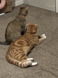 Simba & Nala ** CL - Photo 3