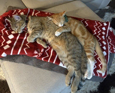 SIMBA & NALA ** CL - Domestic Short Hair available for adoption