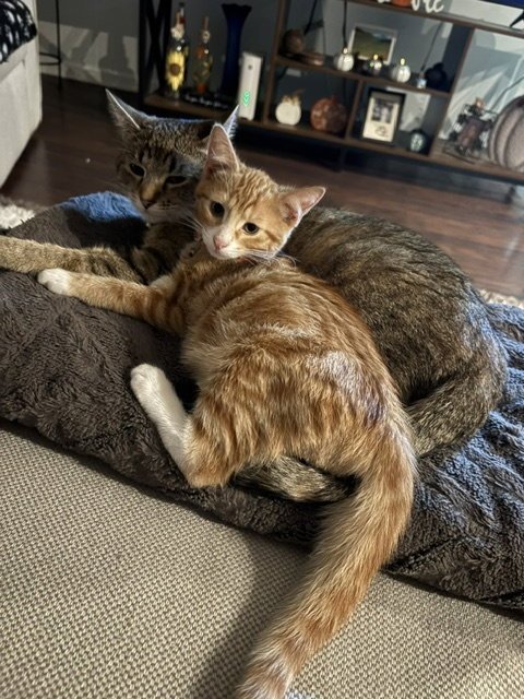 Simba & Nala ** CL Image