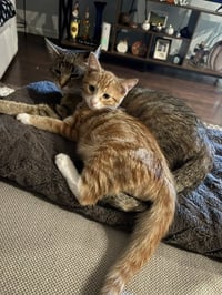 Simba & Nala ** CL - Photo 1