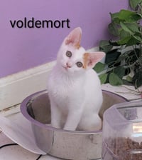 Voldemort - Photo 1