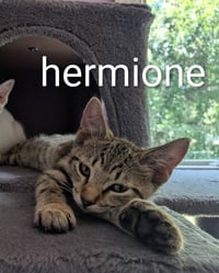 Hermione - Photo 1