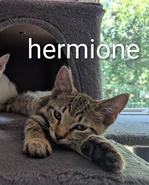 HERMIONE - Domestic Short Hair available for adoption