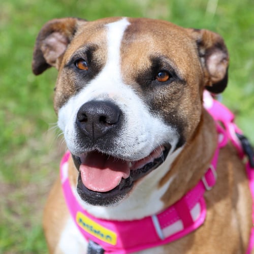 KIONA SKYE *CL - Terrier / Husky available for adoption