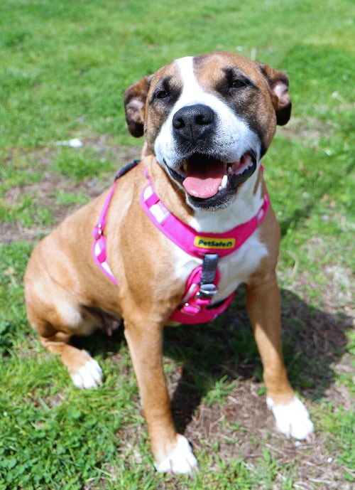 KIONA SKYE *CL - Terrier / Husky available for adoption