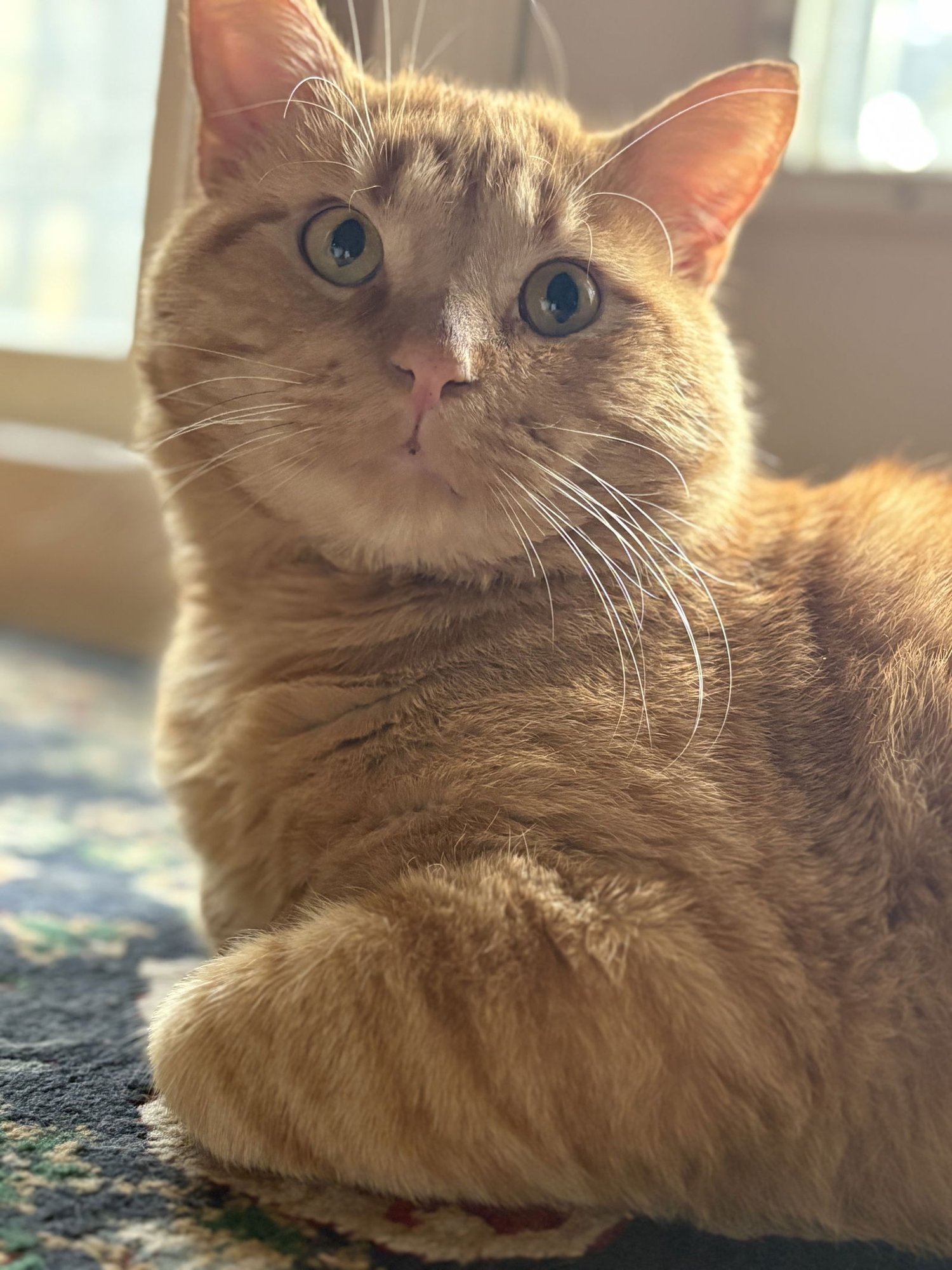 ED SHEERAN - Domestic Short Hair for adoption in Overland Park
