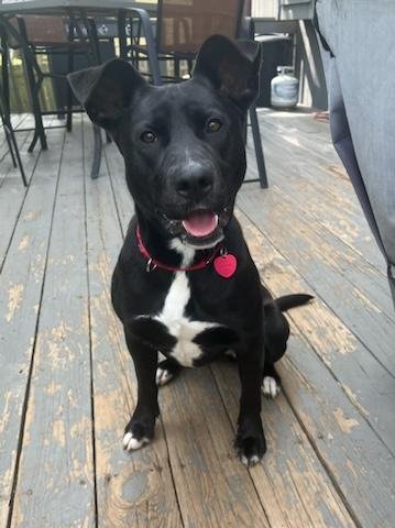 MAYLEE - Labrador Retriever / Shepherd available for adoption