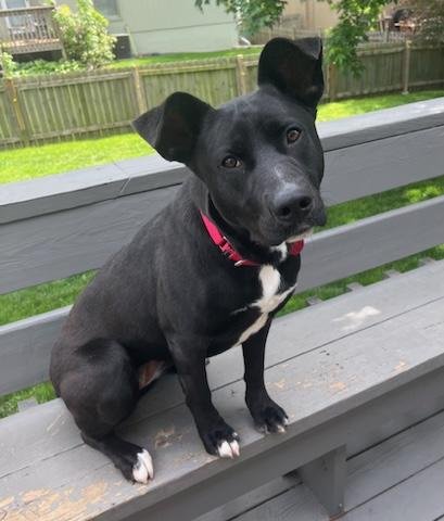 MAYLEE - Labrador Retriever / Shepherd available for adoption