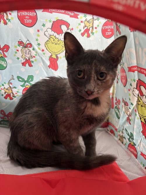 SUGARPLUM SWEET - Domestic Short Hair for adoption in Independence