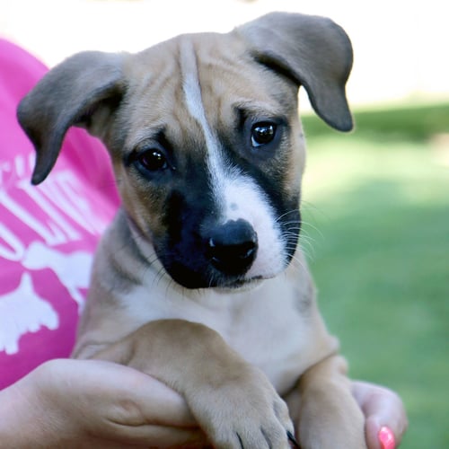 RAJ KOOTHRAPPALI - Australian Shepherd / Labrador Retriever available for adoption