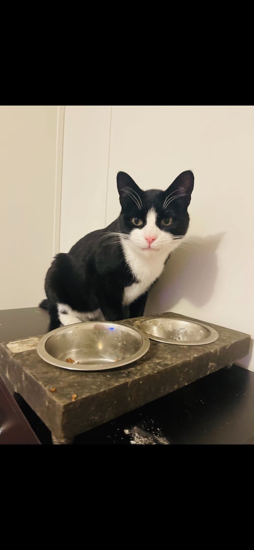 ELFIE - Domestic Short Hair available for adoption