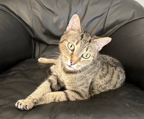 LUCY ANDREWS - Domestic Short Hair available for adoption