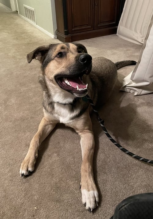 BEAR *CL* - German Shepherd Dog available for adoption