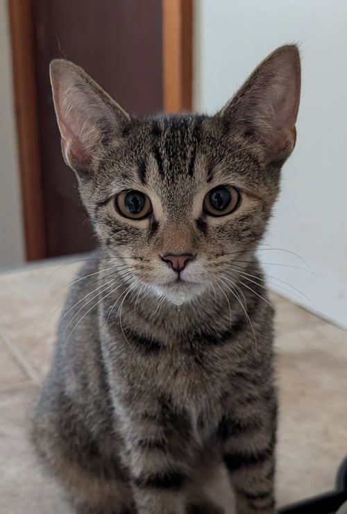 ATHENA - Domestic Short Hair available for adoption