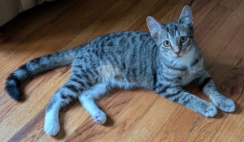 ATHENA - Domestic Short Hair available for adoption