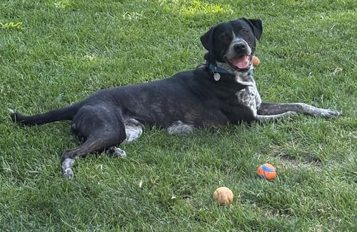 LUCIAN - Labrador Retriever / Australian Cattle Dog/Blue Heeler available for adoption
