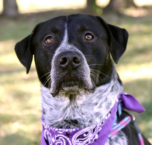 LUCIAN - Labrador Retriever / Australian Cattle Dog/Blue Heeler available for adoption