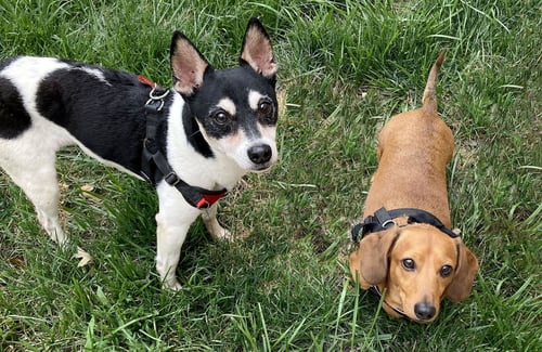 BARNABY - Rat Terrier available for adoption