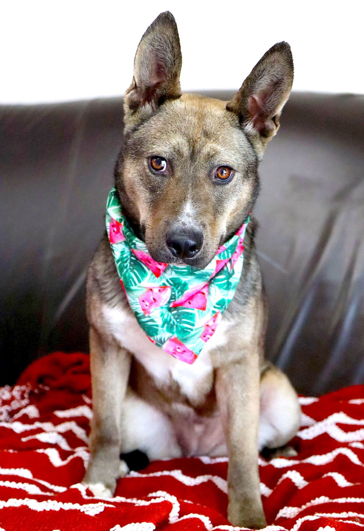 JESSICA RABBIT - Australian Cattle Dog/Blue Heeler / Shepherd available for adoption