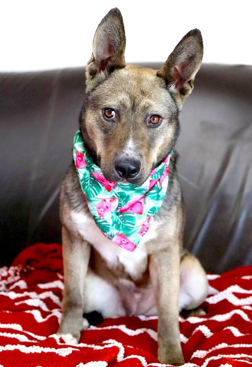 JESSICA RABBIT - Australian Cattle Dog/Blue Heeler / Shepherd for adoption in Overland Park