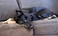 Artemis - Photo 7