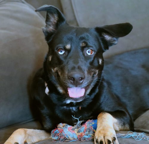 ARTEMIS - Husky / Shepherd available for adoption