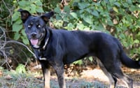 Artemis - Photo 2