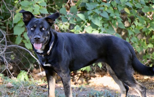 ARTEMIS - Husky / Shepherd available for adoption