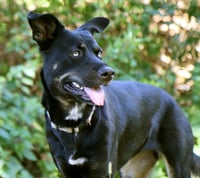 Artemis - Photo 5