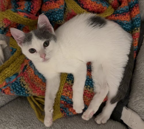 KELLY - Domestic Short Hair available for adoption