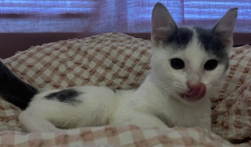 KELLY - Domestic Short Hair available for adoption