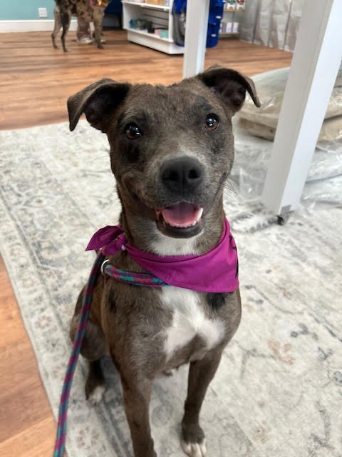 EMPIRE *CL* - Catahoula Leopard Dog for adoption in Overland Park