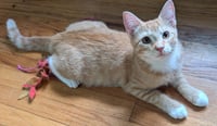Garfield - Photo 2