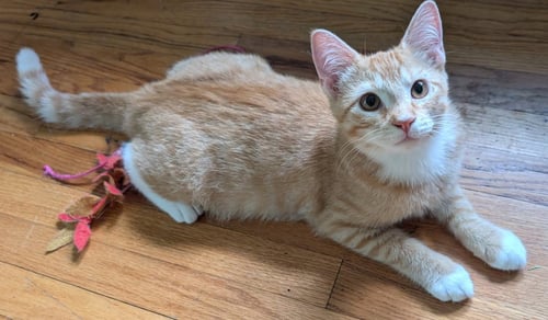 GARFIELD - Domestic Short Hair available for adoption