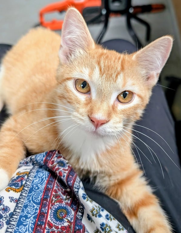 Garfield Image