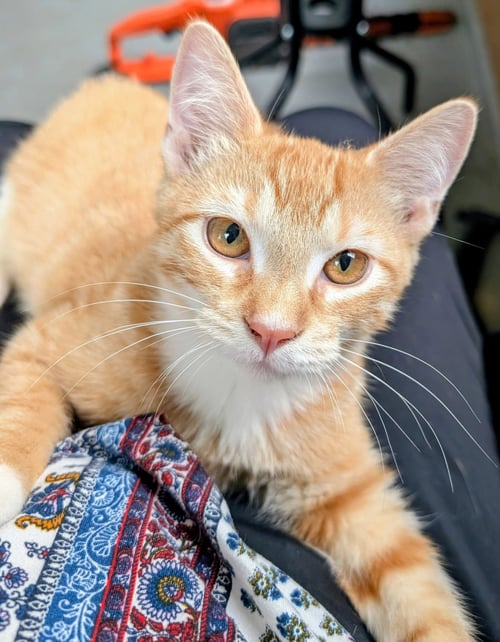 GARFIELD - Domestic Short Hair available for adoption