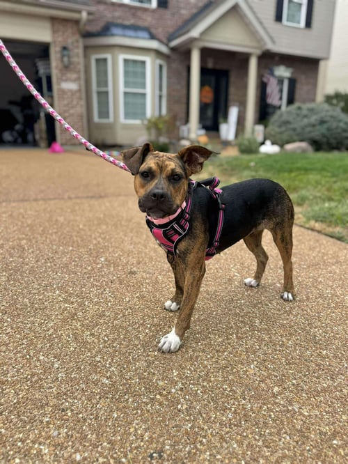 GNOME *CL* - Boxer available for adoption