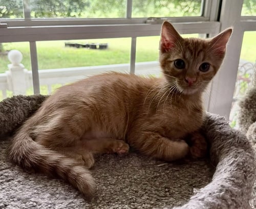 ZIGGY SEIBOLD - Domestic Short Hair for adoption in Overland Park
