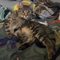 Iroh - Photo 2
