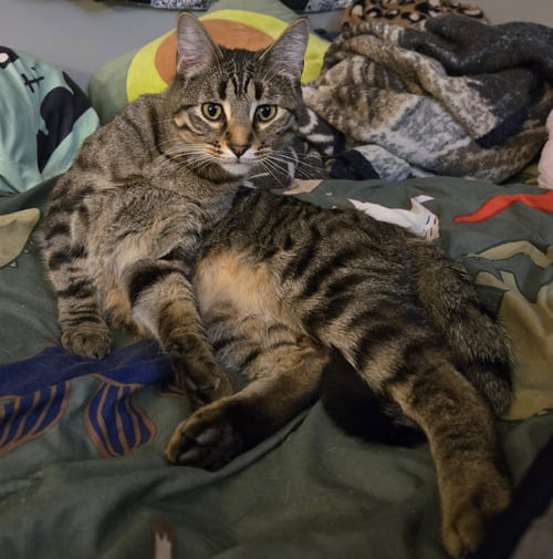 IROH - Domestic Medium Hair available for adoption