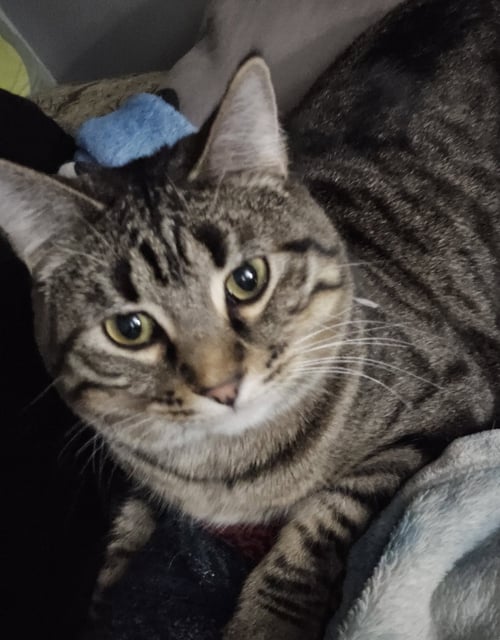IROH - Domestic Medium Hair for adoption in Overland Park