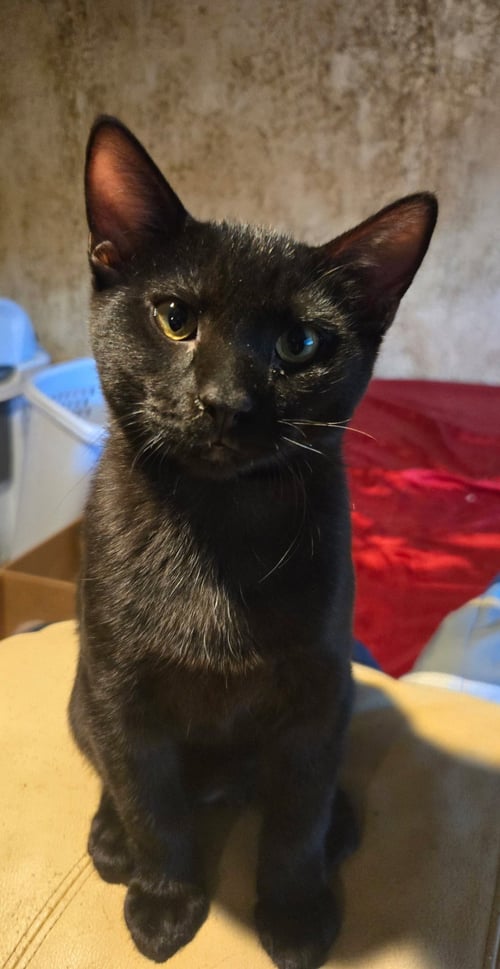 BULLY - Domestic Short Hair available for adoption
