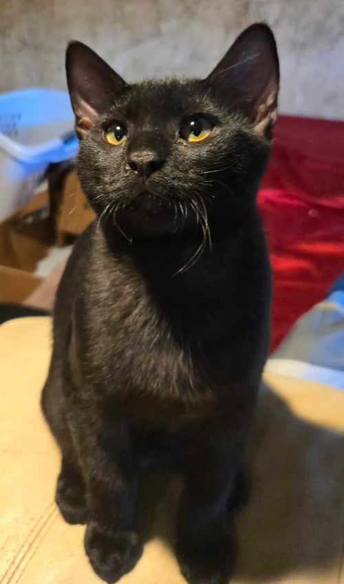BULLY - Domestic Short Hair for adoption in Overland Park