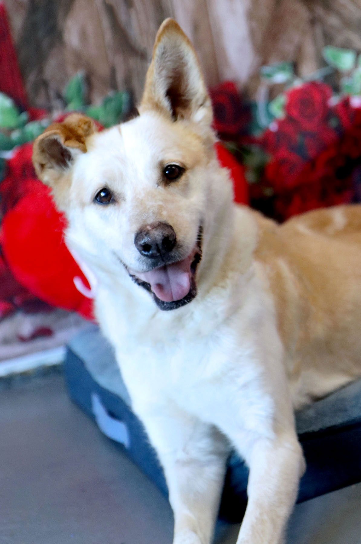 GEORGIA - Red Heeler available for adoption