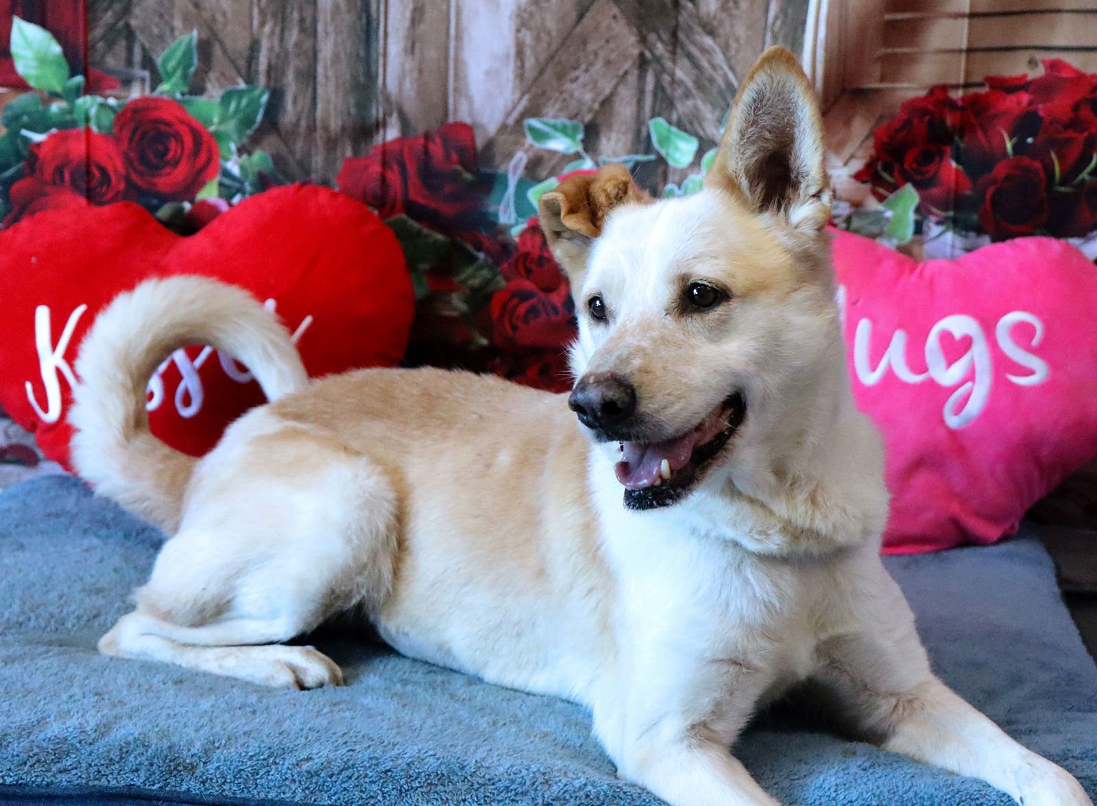 GEORGIA - Red Heeler available for adoption